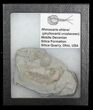 Rare Devonian Phyllocarid (Rhinocaris) - Ohio #43790-1